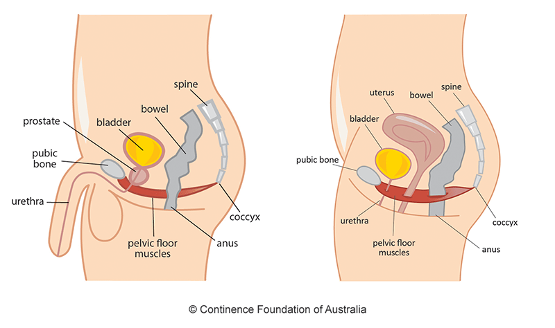 Pelvic Floor Image by Continence Foundation of Australia